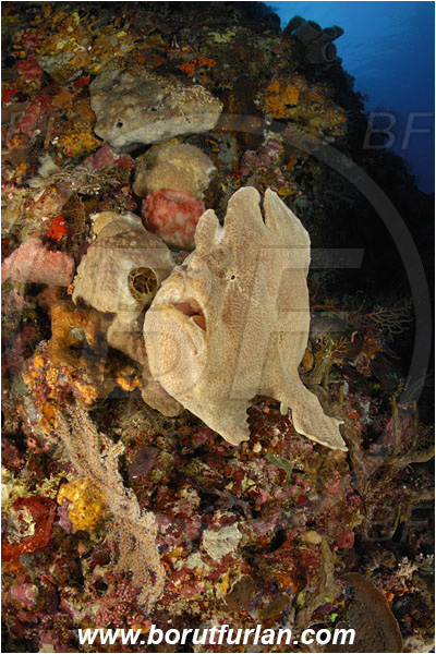 Ternate, Alor, Indonesia, Antennarius commerson, Antennarius, Antennariidae, Commerson