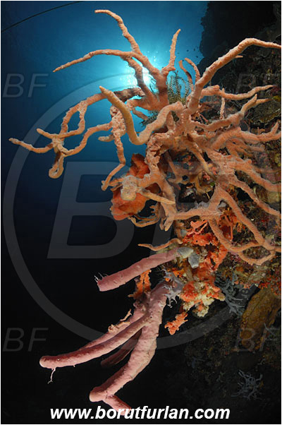 Ternate, Alor, Indonesia, Orange sponge, Sponge, Porifera, Reef, Unidentified