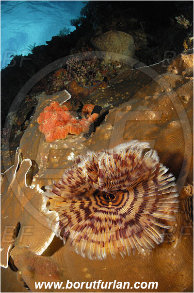 Ternate, Alor, Indonesia, Sabellastarte sp., Sabellastarte, Sabellidae, Polychaeta, Annelid, Worm