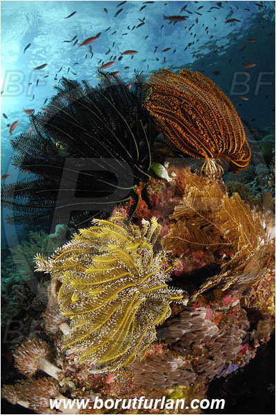 Ternate, Alor, Indonesia, Crinoid, Crinoidea, Feather star, Echinodermata, Echinoderm, Reef
