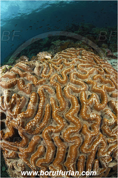 Ternate, Alor, Indonesia, Lobophyllia recta, Lobophyllia, Lobophylliidae, Brain coral, Coral, Hard coral, Cnidaria, Cnidarian, Reef