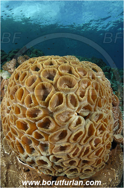 Ternate, Alor, Indonesia, Favia sp., Favia, Faviidae, Coral, Hard coral, Cnidaria, Cnidarian, Reef