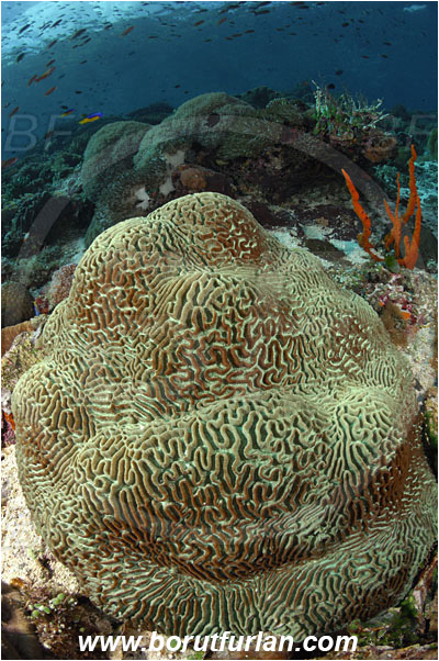 Ternate, Alor, Indonesia, Platygyra daedalea, Platygyra, Meandrinidae, Brain coral, Coral, Hard coral, Cnidaria, Cnidarian, Reef