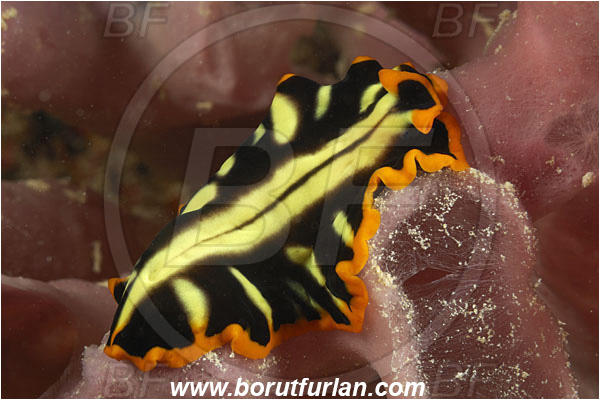 Pantar, Alor, Indonesia, Pseudoceros dimidiatus, Pseudoceros, Pseudocerotidae, Tiger flatworm, Flatworm, Platyhelminthes
