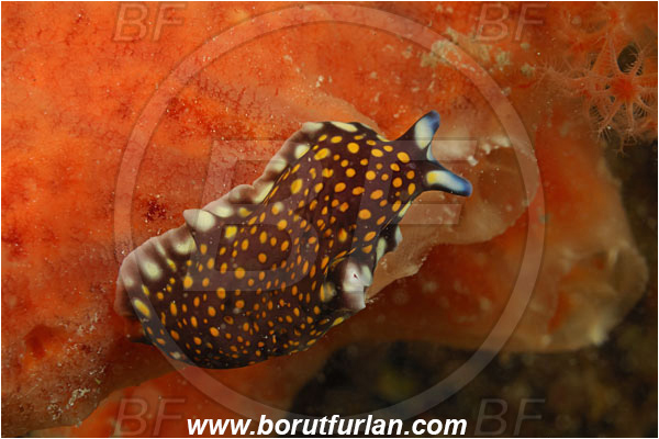 Pantar, Alor, Indonesia, Pseudoceros lindae, Pseudoceros, Pseudocerotidae, Tiger flatworm, Flatworm, Platyhelminthes
