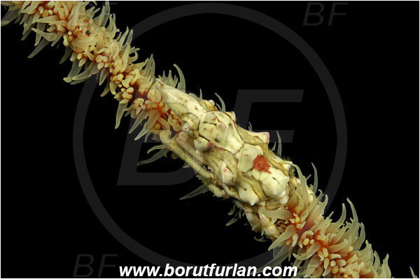 Pantar, Alor, Indonesia, Xenocarcinus tuberculatus, Xenocarcinus, Epialtidae, Decapoda, Whip Coral Spider Crab, Crab, Crustacea, Crustacean