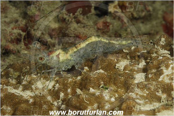 Pantar, Alor, Indonesia, Heteropenaeus longimanus, Heteropenaeus, Penaeidae, Decapoda, Longarm Prawn, Shrimp, Crustacea, Crustacean