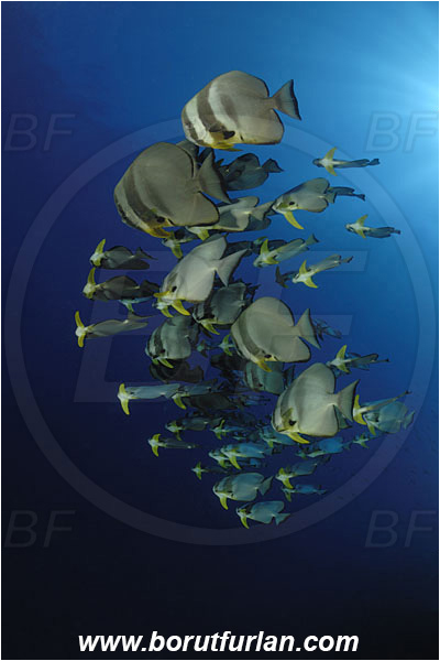 Pantar, Alor, Indonesia, Platax teira, Platax, Ephippidae, Longfin Batfish, Batfish, Fish, Fish school