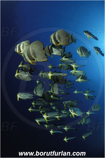 Pantar, Alor, Indonesia, Platax teira, Platax, Ephippidae, Longfin Batfish, Batfish, Fish, Fish school