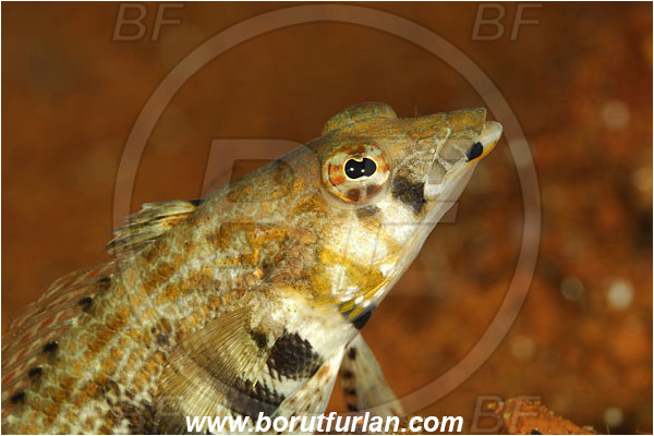 Pura, Alor, Indonesia, Parapercis cylindrica, Parapercis, Pinguipedidae, Cylindrical sandperch, Sandperch, Fish, Portrait