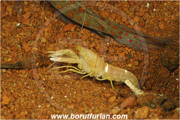 Pura, Alor, Indonesia, Alpheus ochrostriatus, Alpheus, Alpheidae, Decapoda, Fine-striped Snapping Shrimp, Shrimp, Crustacea, Crustacean