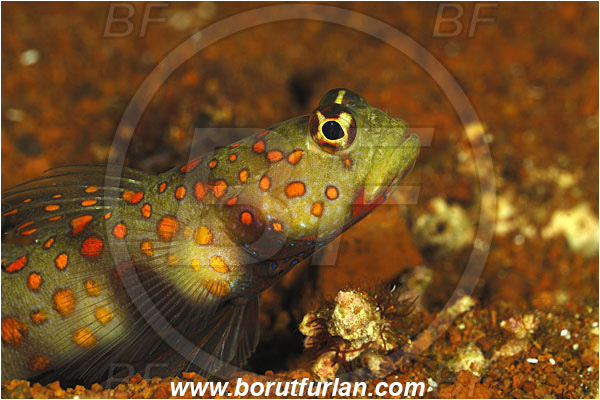 Pura, Alor, Indonesia, Amblyeleotris guttata, Amblyeleotris, Gobiidae, Spotted prawn goby, Prawn goby, Goby, Fish, Portrait