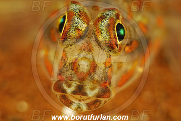 Pura, Alor, Indonesia, Gobiidae, Goby, Fish, Unidentified, Portrait