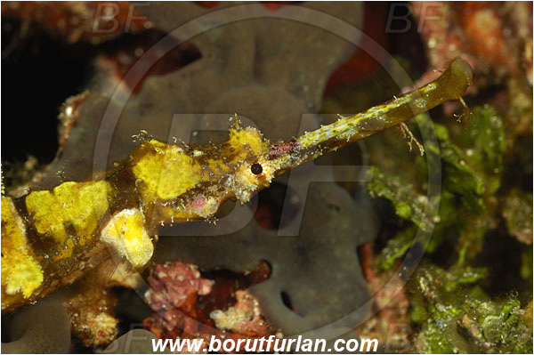 Pura, Alor, Indonesia, Halicampus macrorhynchus, Halicampus, Syngnathidae, Winged Pipefish, Ornate Pipefish, Pipefish, Fish, Portrait