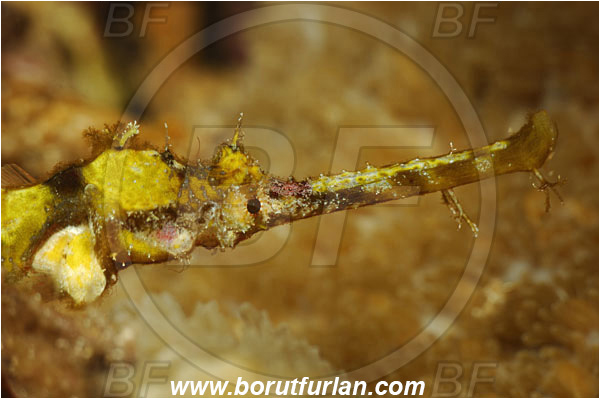 Pura, Alor, Indonesia, Halicampus macrorhynchus, Halicampus, Syngnathidae, Winged Pipefish, Ornate Pipefish, Pipefish, Fish, Portrait