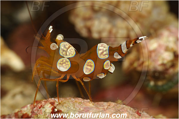 Pura, Alor, Indonesia, Thor amboinensis, Thor, Thoridae, Decapoda, Ambonian Shrimp, Shrimp, Crustacea, Crustacean