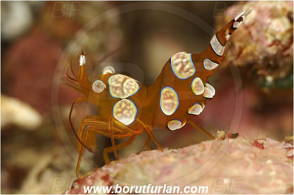 Pura, Alor, Indonesia, Thor amboinensis, Thor, Thoridae, Decapoda, Ambonian Shrimp, Shrimp, Crustacea, Crustacean