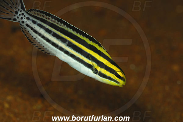 Pura, Alor, Indonesia, Meiacanthus grammistes, Meiacanthus, Blenniidae, Striped poison-fang blenny, Blenny, Fish