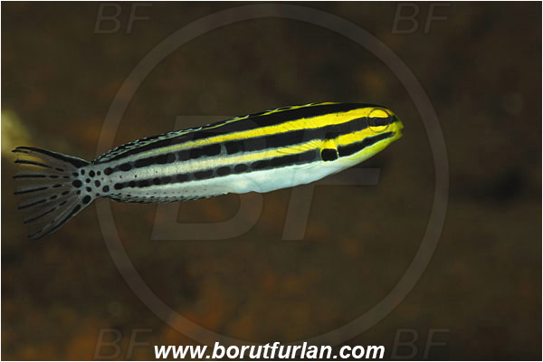 Pura, Alor, Indonesia, Meiacanthus grammistes, Meiacanthus, Blenniidae, Striped poison-fang blenny, Blenny, Fish