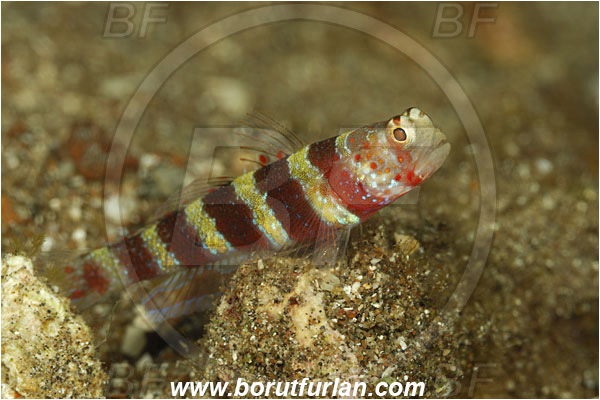 Pura, Alor, Indonesia, Amblyeleotris wheeleri, Amblyeleotris, Gobiidae, Gorgeous prawn goby, Prawn goby, Goby, Fish