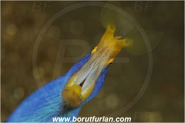 Pura, Alor, Indonesia, Rhinomuraena quaesita, Rhinomuraena, Muraenidae, Ribbon eel, Ribbon moray, Moray, Fish, Portrait