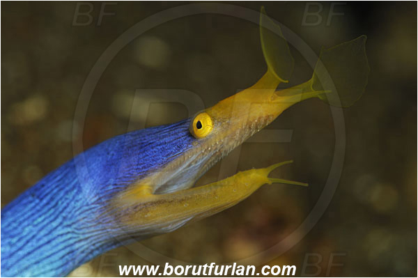 Pura, Alor, Indonesia, Rhinomuraena quaesita, Rhinomuraena, Muraenidae, Ribbon eel, Ribbon moray, Moray, Fish, Portrait
