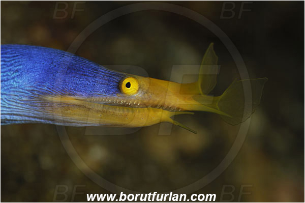 Pura, Alor, Indonesia, Rhinomuraena quaesita, Rhinomuraena, Muraenidae, Ribbon eel, Ribbon moray, Moray, Fish, Portrait