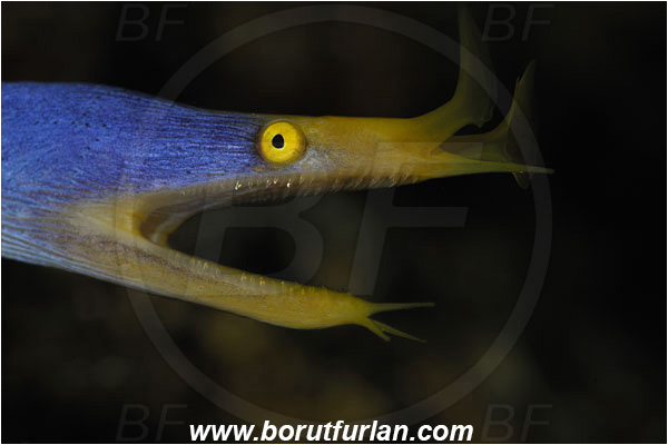 Pura, Alor, Indonesia, Rhinomuraena quaesita, Rhinomuraena, Muraenidae, Ribbon eel, Ribbon moray, Moray, Fish, Portrait
