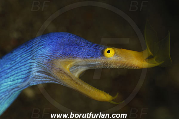 Pura, Alor, Indonesia, Rhinomuraena quaesita, Rhinomuraena, Muraenidae, Ribbon eel, Ribbon moray, Moray, Fish, Portrait