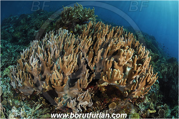 Pantar, Alor, Indonesia, Sinularia sp., Sinularia, Alcyoniidae, Digitate leather coral, Leather coral, Coral, Cnidaria, Cnidarian, Reef