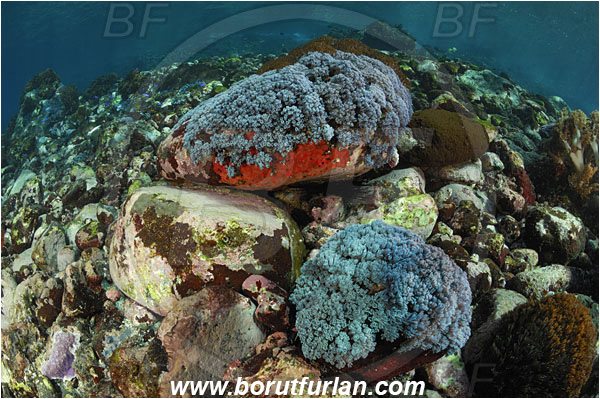 Pantar, Alor, Indonesia, Sansibia flava, Sansibia, Xeniidae, Broad feathery soft coral, Soft coral, Coral, Cnidaria, Cnidarian, Reef