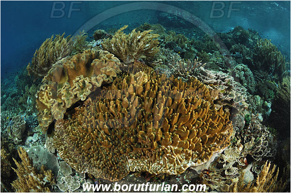 Pantar, Alor, Indonesia, Sarcophyton sp., Sarcophyton, Sinularia sp., Sinularia, Digitate leather coral, Alcyoniidae, Cnidaria, Cnidarian, Leather coral, Coral, Reef