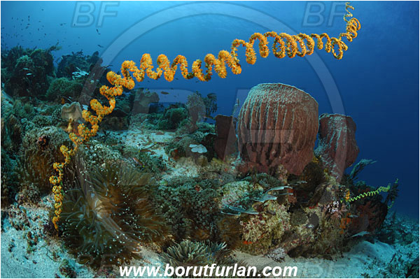 Pura, Alor, Indonesia, Xestospongia testudinaria, Xestospongia, Petrosiidae, Red Barrel Sponge, Sponge, Porifera, Cirripathes sp., Cirripathes, Antipathidae, Whip coral, Wire coral, Cnidarian, Cnidaria, Reef