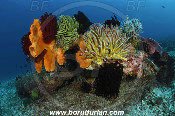 Pura, Alor, Indonesia, Orange sponge, Sponge, Haliclonidae, Porifera, Reef, Unidentified, Crinoid, Crinoidea, Feather star, Echinodermata, Echinoderm