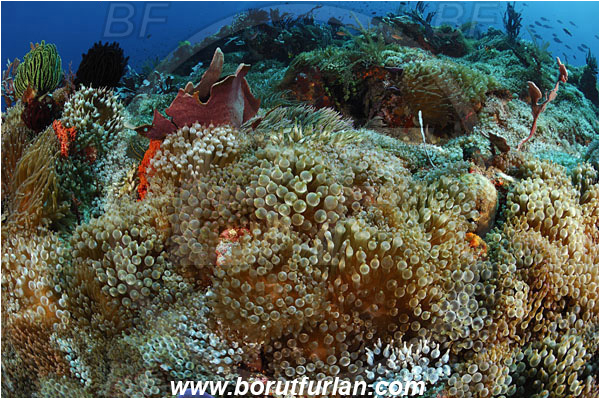 Pura, Alor, Indonesia, Entacmaea quadricolor, Entacmaea, Actiniidae, Bulb-tentacle Sea Anemone, Anemone, Anthozoa, Cnidaria, Cnidarian, Reef