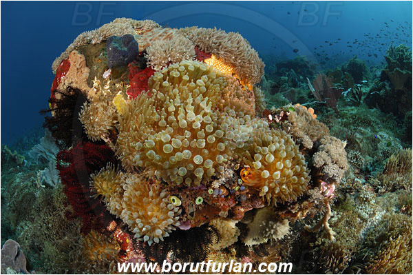 Pura, Alor, Indonesia, Entacmaea quadricolor, Entacmaea, Actiniidae, Bulb-tentacle Sea Anemone, Anemone, Anthozoa, Cnidaria, Cnidarian, Reef