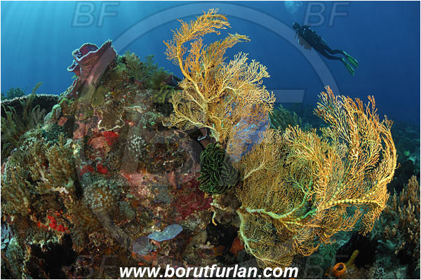 Pura, Alor, Indonesia, Melithaea sp., Melithaea, Melithaeidae, Sea fan, Coral, Anthozoa, Cnidaria, Cnidarian, Reef, Diver