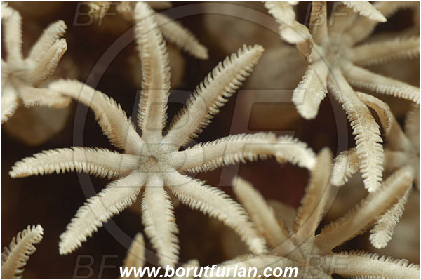 Pantar, Alor, Indonesia, Sansibia sp., Sansibia, Xeniidae, Feathery soft coral, Soft coral, Coral, Cnidaria, Cnidarian, Abstract