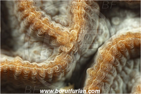 Pantar, Alor, Indonesia, Platygyra daedalea, Platygyra, Merulinidae, Coral, Lesser valley coral, Anthozoa, Cnidaria, Cnidarian, Abstract