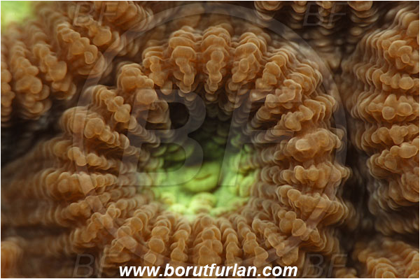 Pantar, Alor, Indonesia, Favia sp., Favia, Faviidae, Coral, Anthozoa, Cnidaria, Cnidarian, Abstract