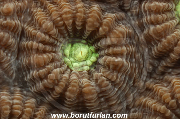 Pantar, Alor, Indonesia, Favia sp., Favia, Faviidae, Coral, Anthozoa, Cnidaria, Cnidarian, Abstract