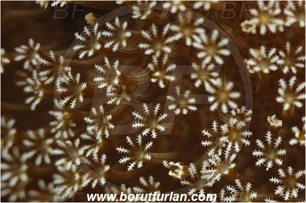 Pantar, Alor, Indonesia, Alcyoniidae, Leather coral, Coral, Cnidaria, Cnidarian, Abstract