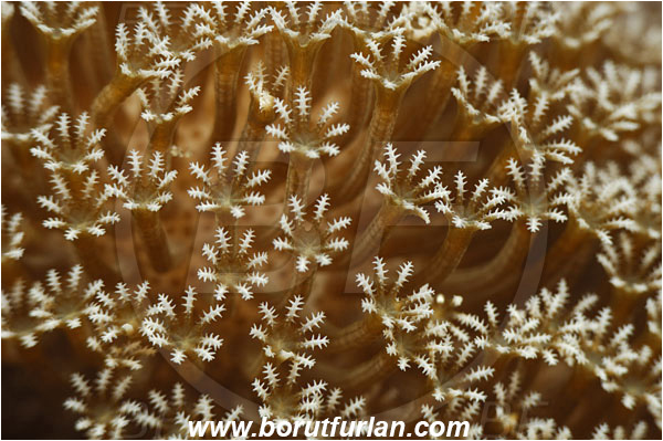 Pantar, Alor, Indonesia, Alcyoniidae, Leather coral, Coral, Cnidaria, Cnidarian, Abstract