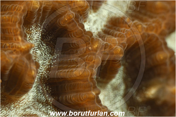 Pantar, Alor, Indonesia, Platygyra daedalea, Platygyra, Merulinidae, Coral, Lesser valley coral, Anthozoa, Cnidaria, Cnidarian, Abstract