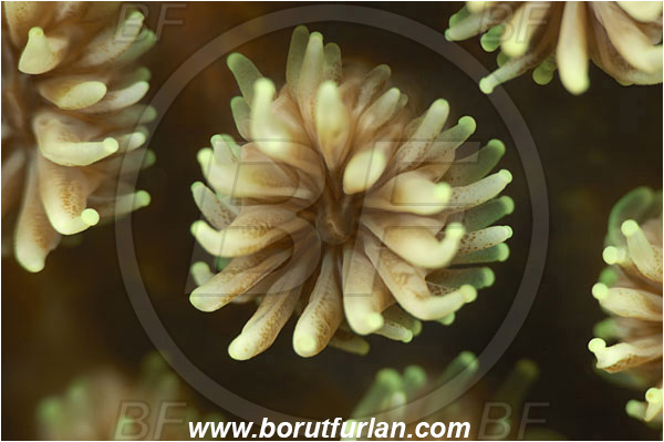 Pantar, Alor, Indonesia, Galaxea fascicularis, Galaxea, Euphylliidae, Anthozoa, Cnidaria, Cnidarian, Porites Coral, Coral, Abstract