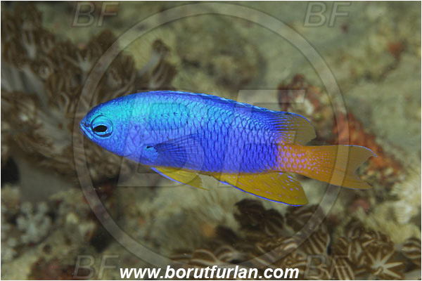 Pantar, Alor, Indonesia, Pomacentrus coelestis, Pomacentrus, Pomacentridae, Neon damselfish, Damselfish, Fish