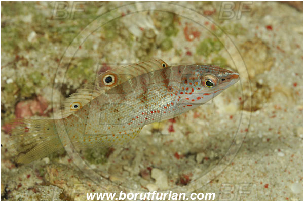 Pantar, Alor, Indonesia, Coris batuensis, Coris, Labridae, Batu Coris, Variegated Wrasse, Wrasse, Fish