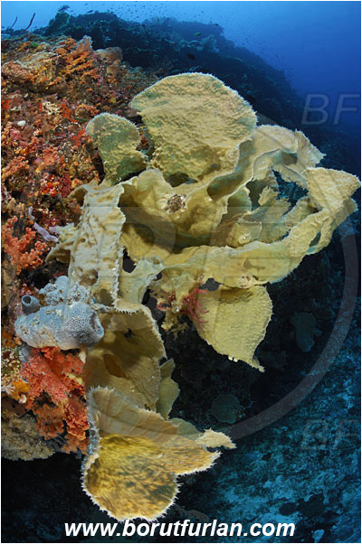 Ternate, Alor, Indonesia, Callyspongia sp., Callyspongia, Callyspongiidae, Porifera, Vase Sponge, Sponge, Reef