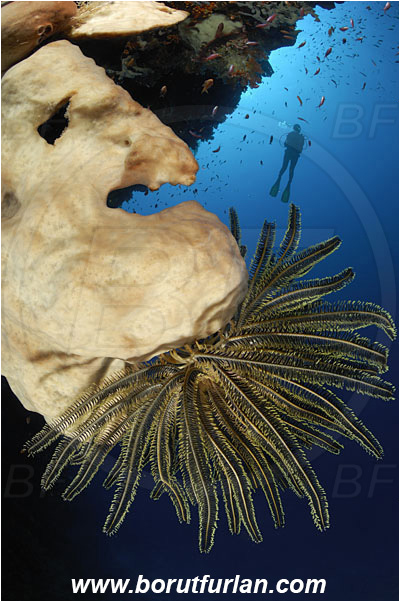 Ternate, Alor, Indonesia, Sponge, Porifera, Reef, Wall, Crinoid, Crinoidea, Feather star, Echinodermata, Echinoderm, Diver