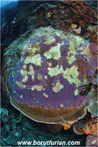 Ternate, Alor, Indonesia, Chalinula nematifera, Chalinula sp., Chalinidae, The Coral-killing Sponge, Sponge, Porifera, Reef
